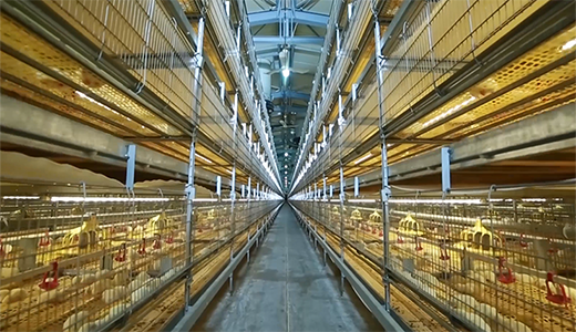 正大榆樹(shù)33萬(wàn)肉雞場(chǎng)