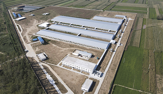 河南民權(quán)楊西6000種豬場