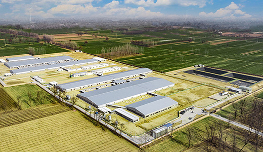 河南民權(quán)畢集6000種豬場(chǎng)