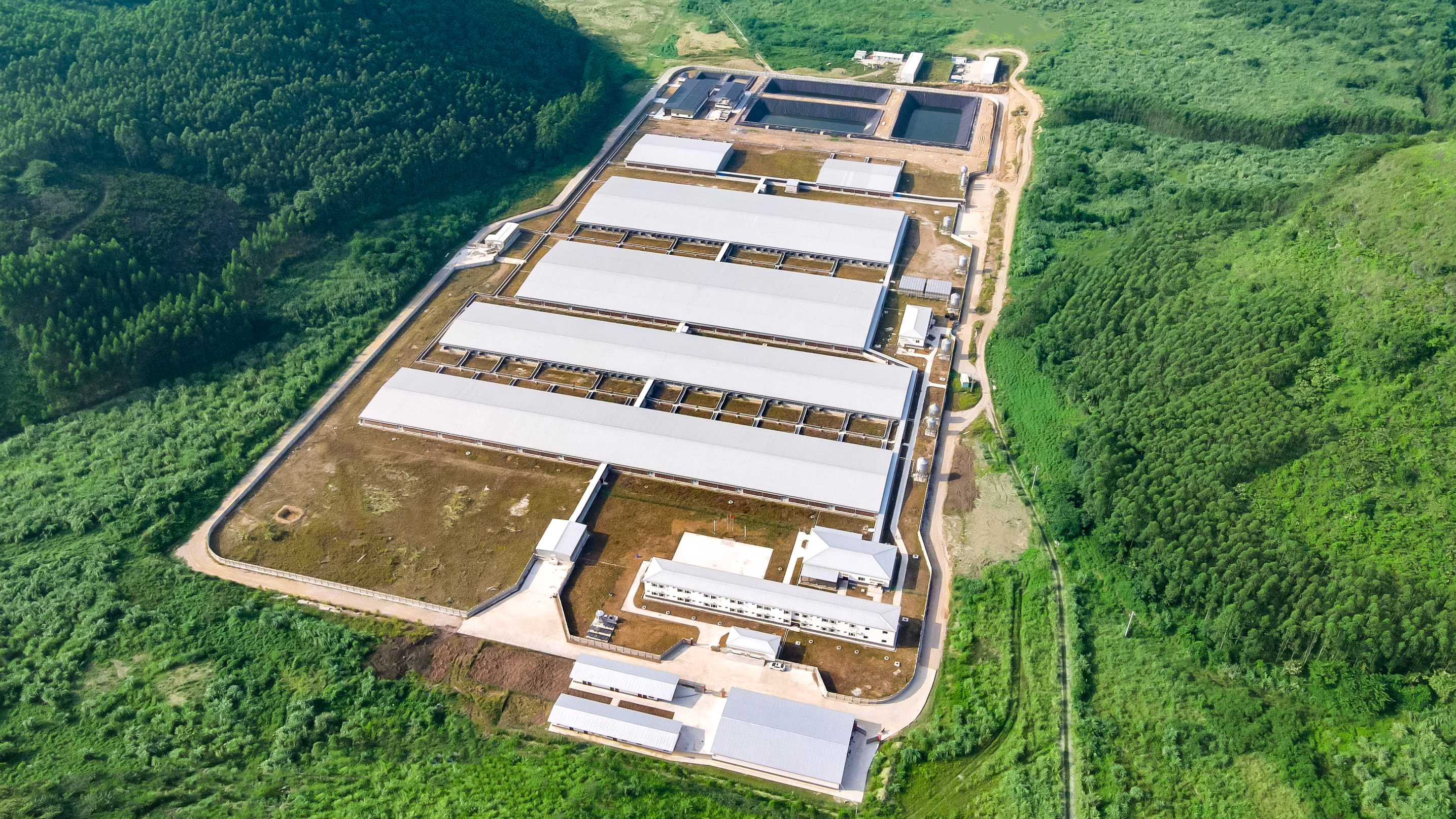 又一個EPC項(xiàng)目通過驗(yàn)收！揭秘正大高標(biāo)準(zhǔn)種豬場的建造細(xì)節(jié)